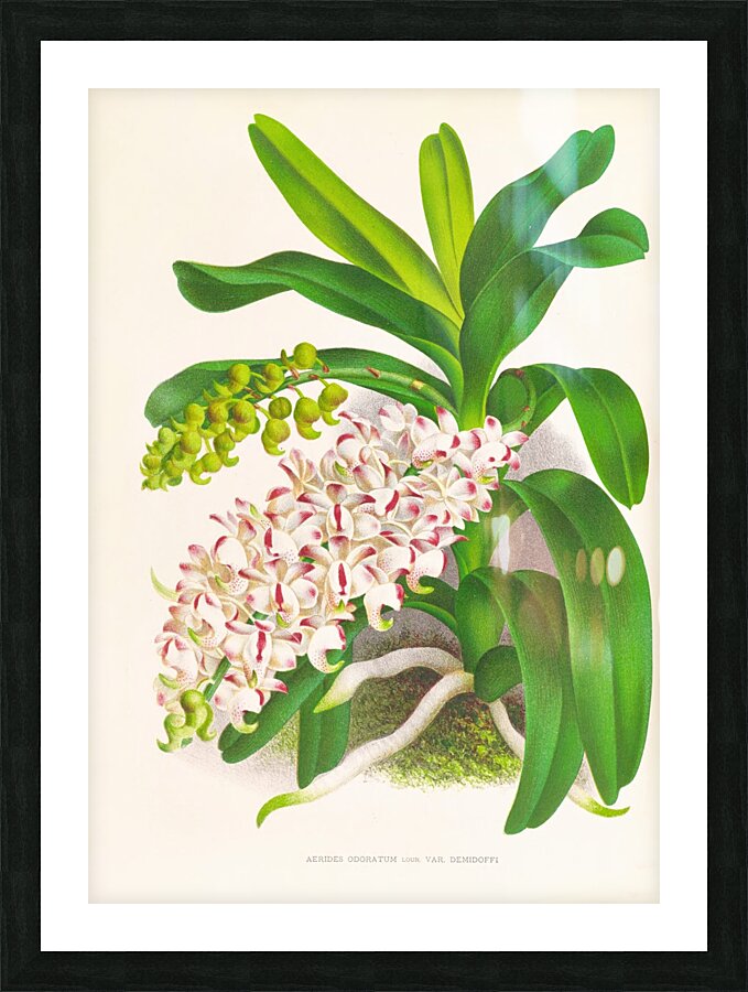 Aerides Odoratum Picture Frame print