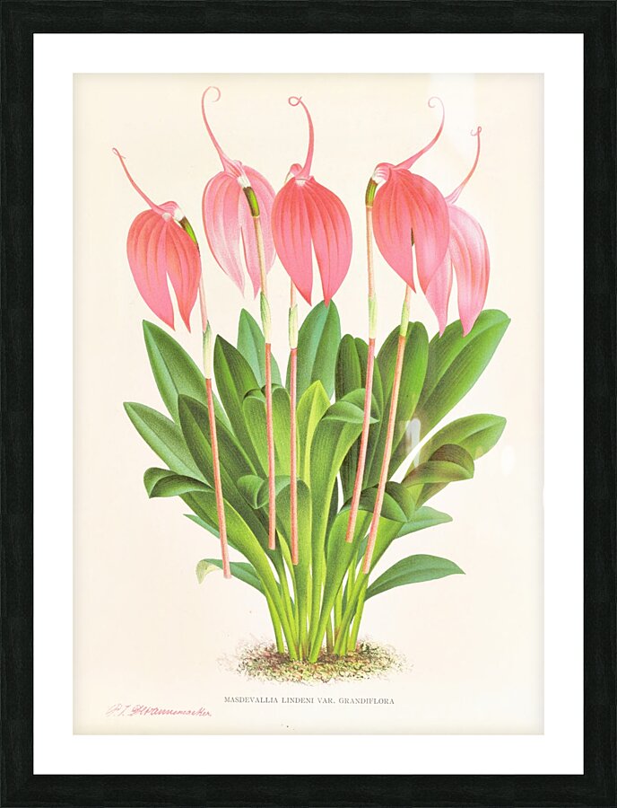 Masdevallia lindeni var grandiflora  Picture Frame print