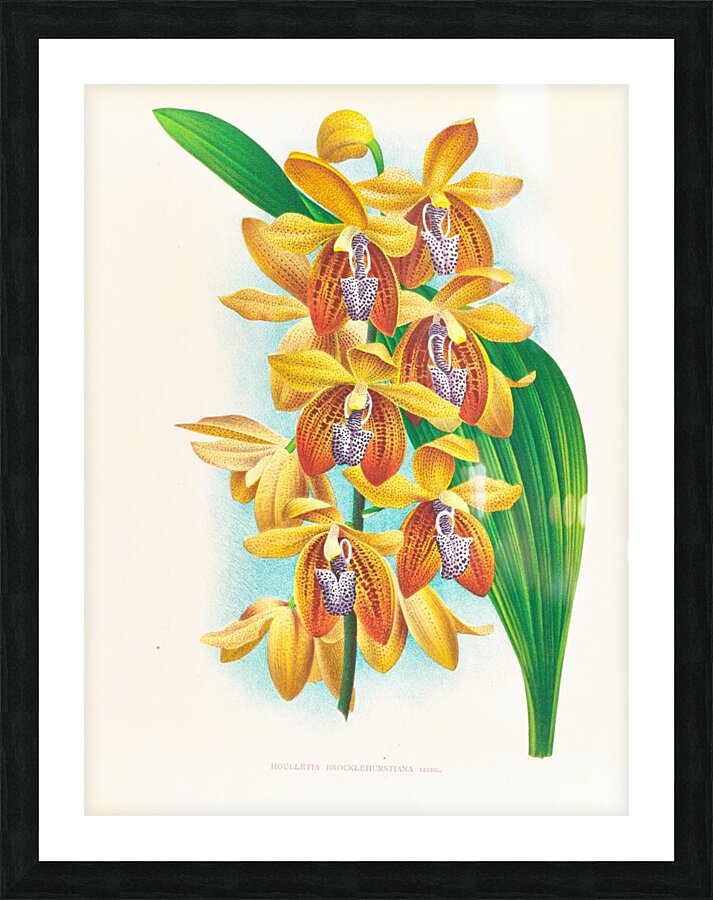 Houlletia brocklehurstiana  Picture Frame print