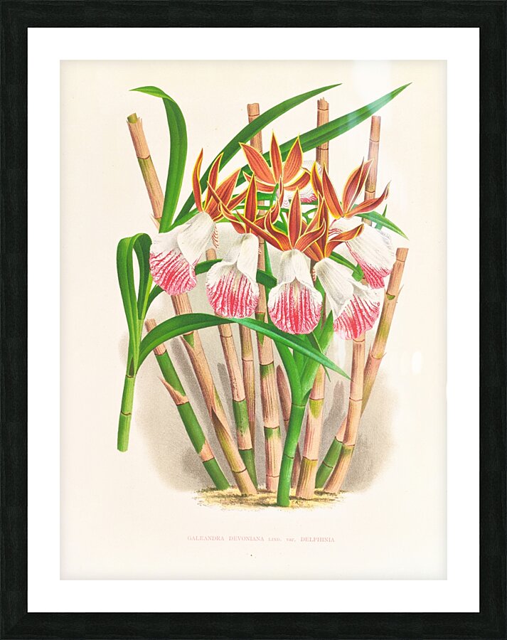 Galendra devoniana Picture Frame print