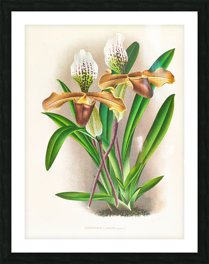 Cypripedium nitens Picture Frame print
