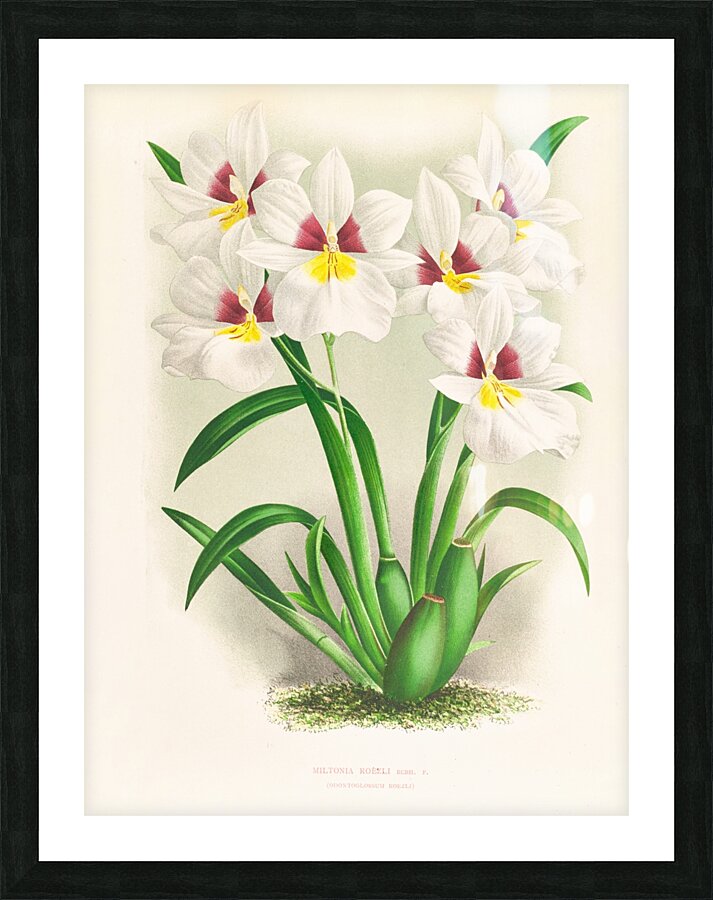 Miltonia roezli Picture Frame print