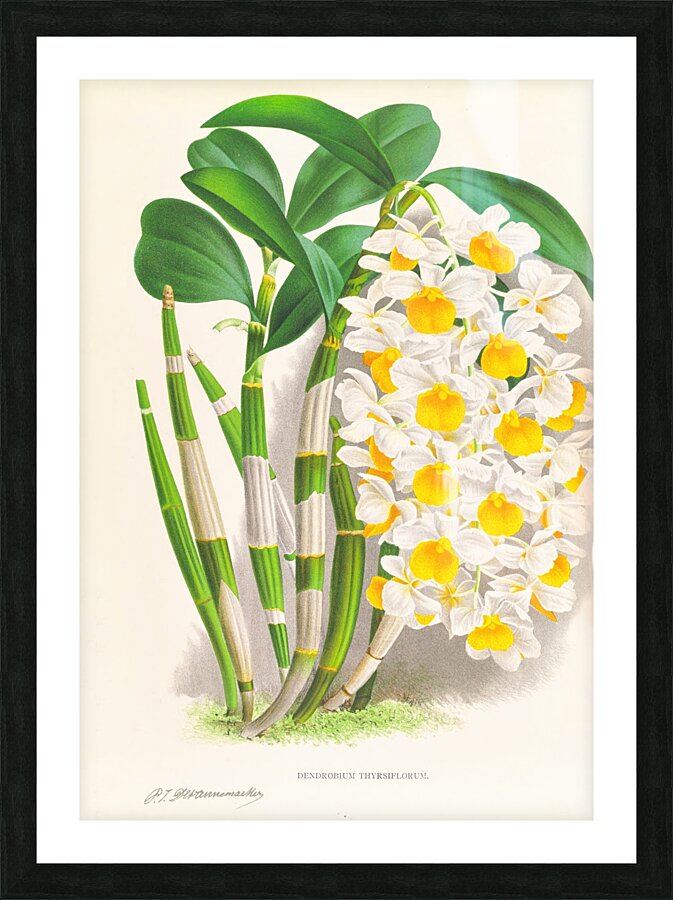 Dendrobium thyrsiflorum Picture Frame print
