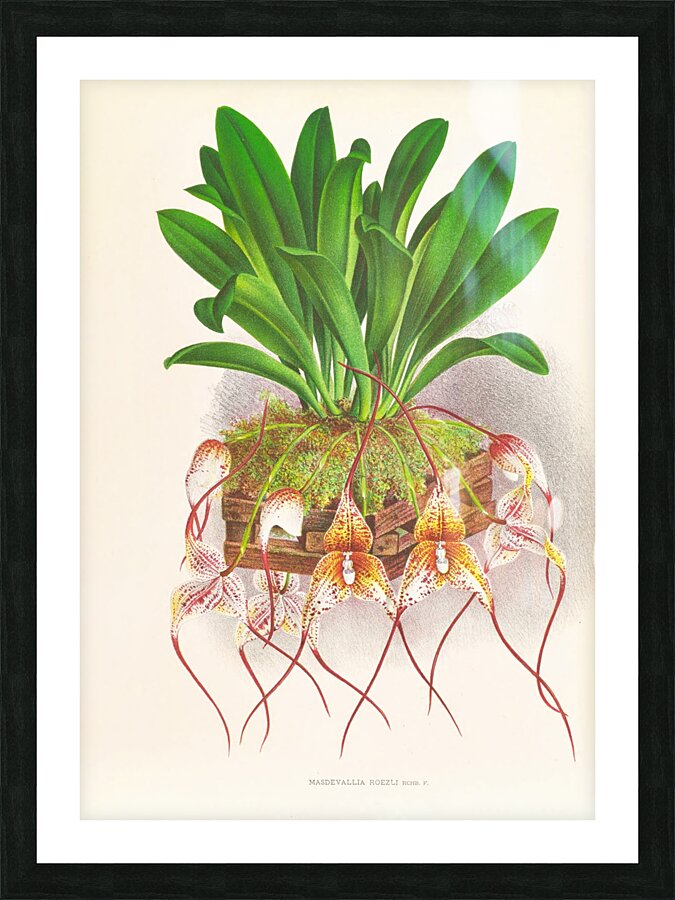 Masdevallia Roezli Picture Frame print