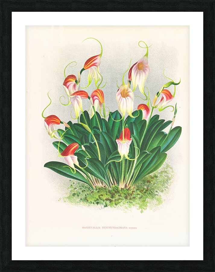 Masdevallia reichenbachiana  Picture Frame print