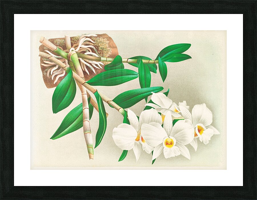 Dendrobium infundibulum Picture Frame print