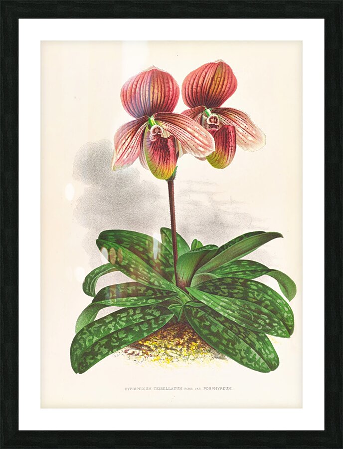 Cypripedium tessellatum Picture Frame print