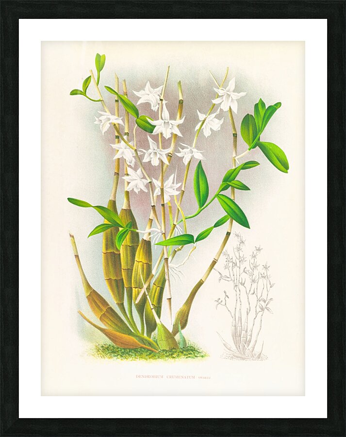 Dendrobium crumenatum Picture Frame print