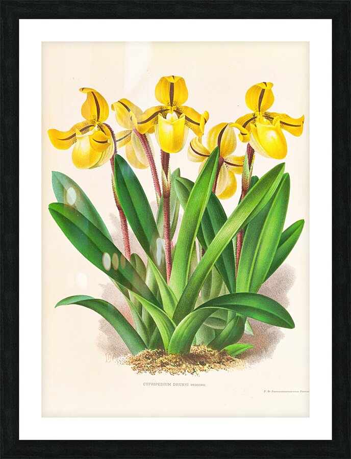 Cypripedium Druryi Picture Frame print