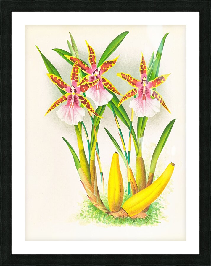 Miltonia blunti Picture Frame print
