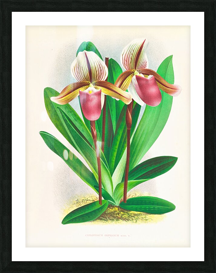 Cypripedium orphanum Picture Frame print
