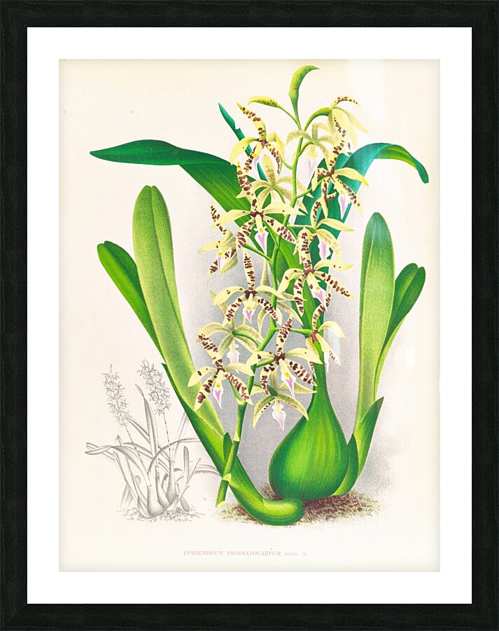 Epidendrum prismatocarpum Picture Frame print