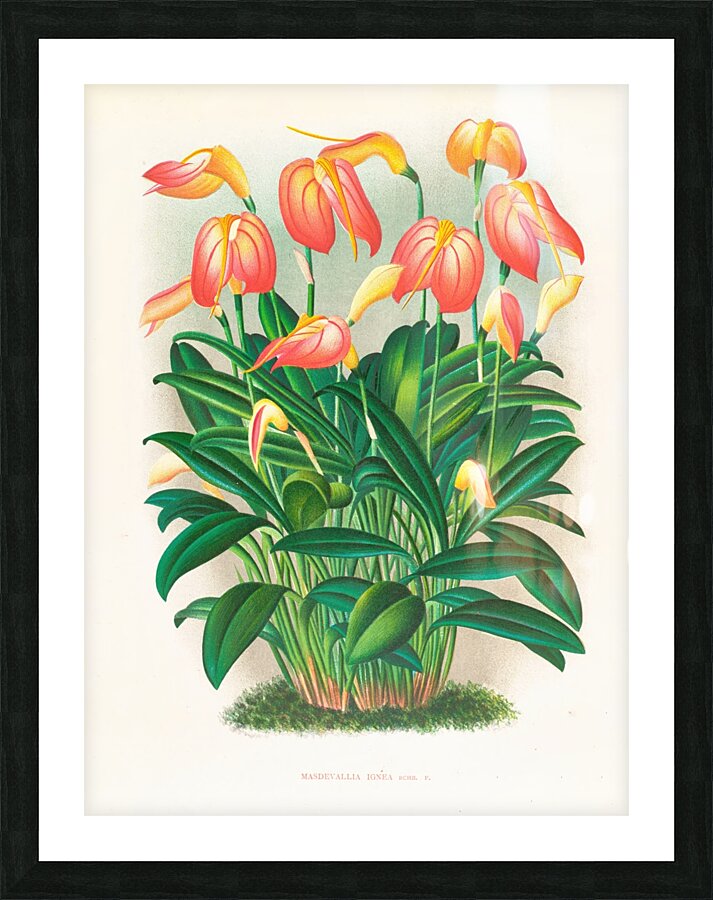 Masdevallia ignea Picture Frame print