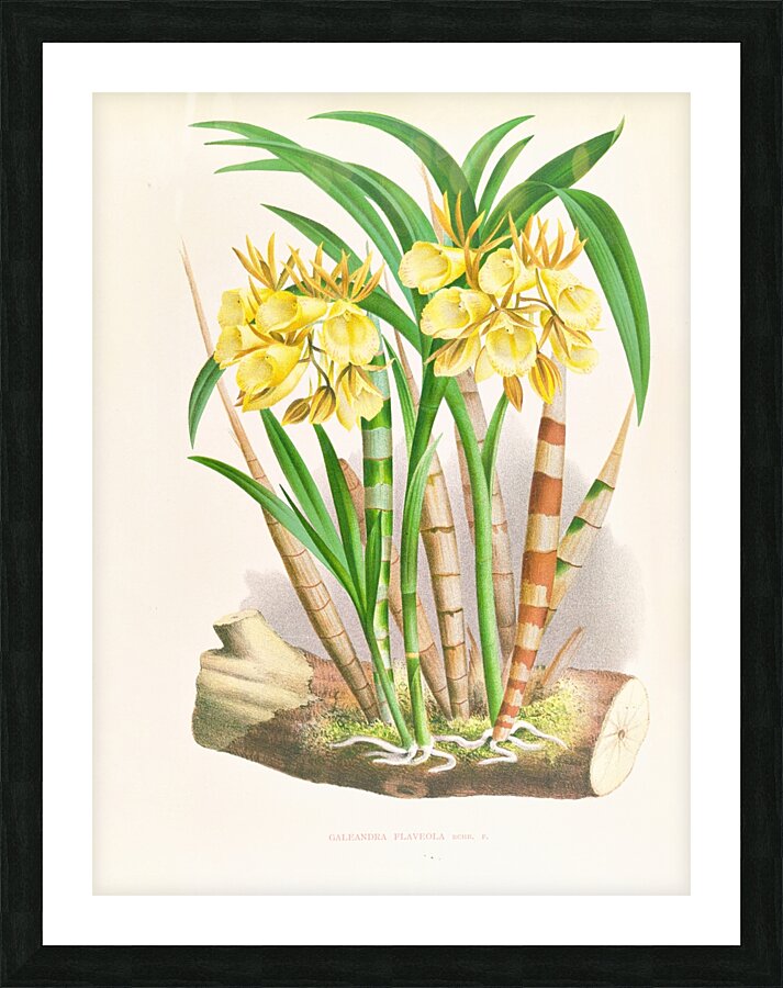 Galeandra flaveola Picture Frame print