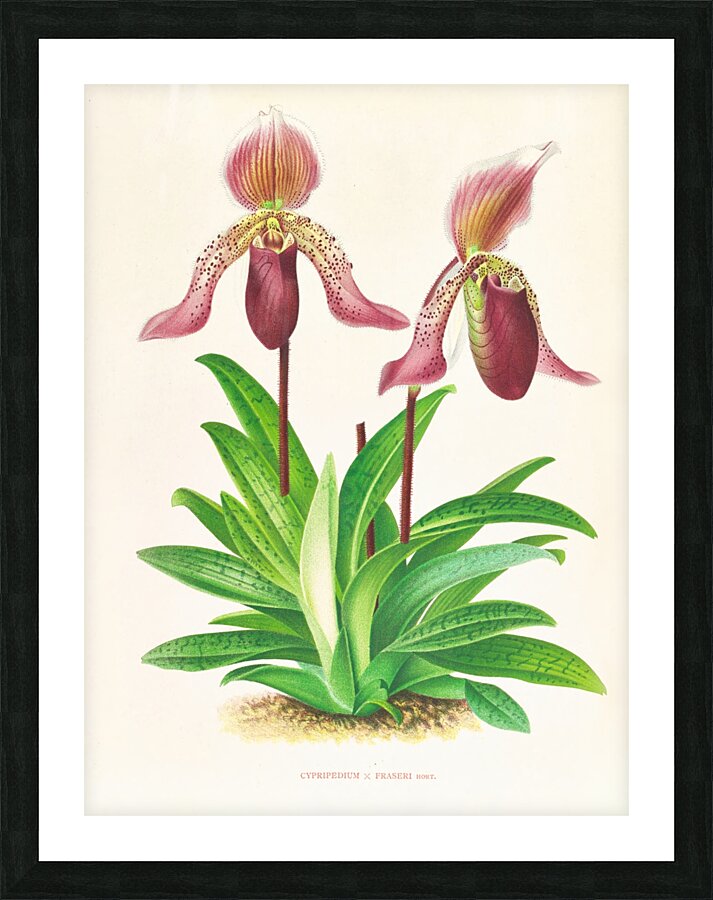 Cypripedium fraseri Picture Frame print