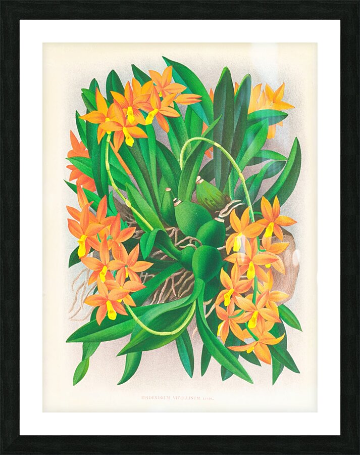 Epidendrum vitellinum Picture Frame print