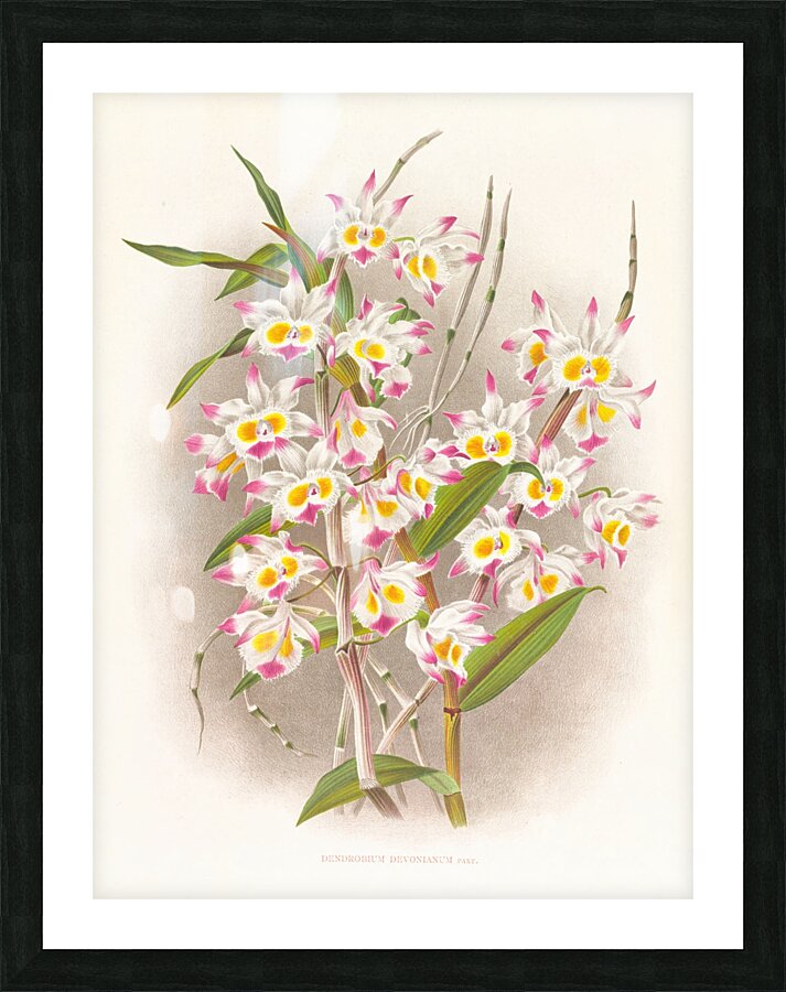 Dendrobium devonianum  Picture Frame print