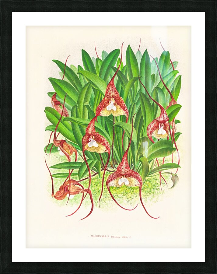Masdevallia bella Picture Frame print