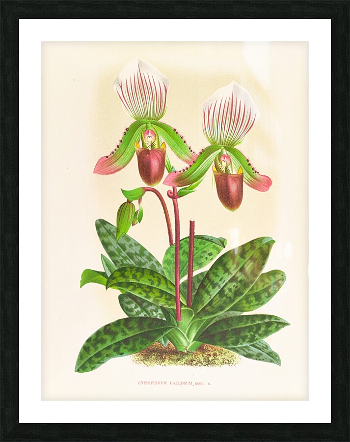 Cypripedium callosum Picture Frame print