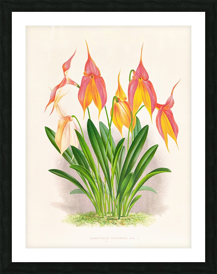 Masdevallia veitchiana  Picture Frame print