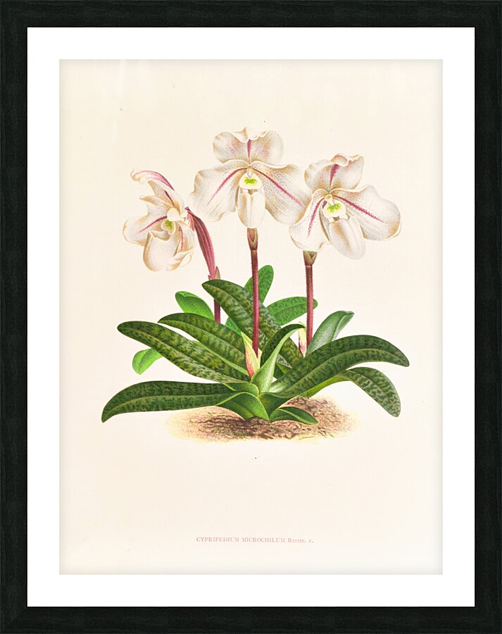 Cypripedium microchilum Picture Frame print