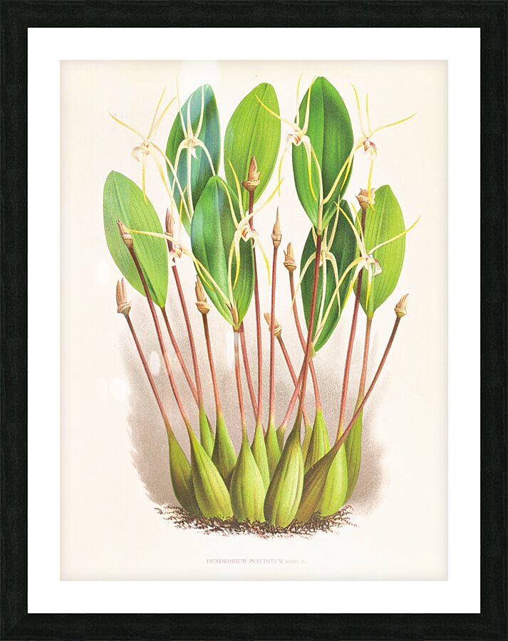 Dendrobium Inauditum Picture Frame print
