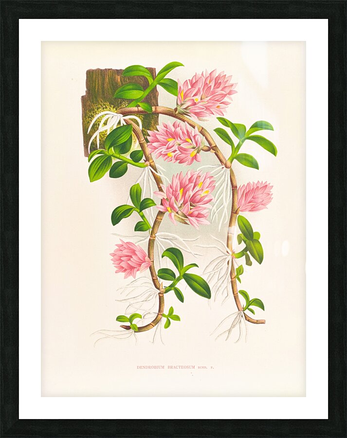 Dendrobium bracteosum Picture Frame print
