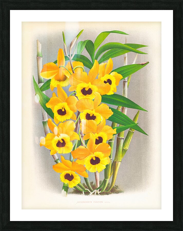 Dendrobium paxtoni Picture Frame print