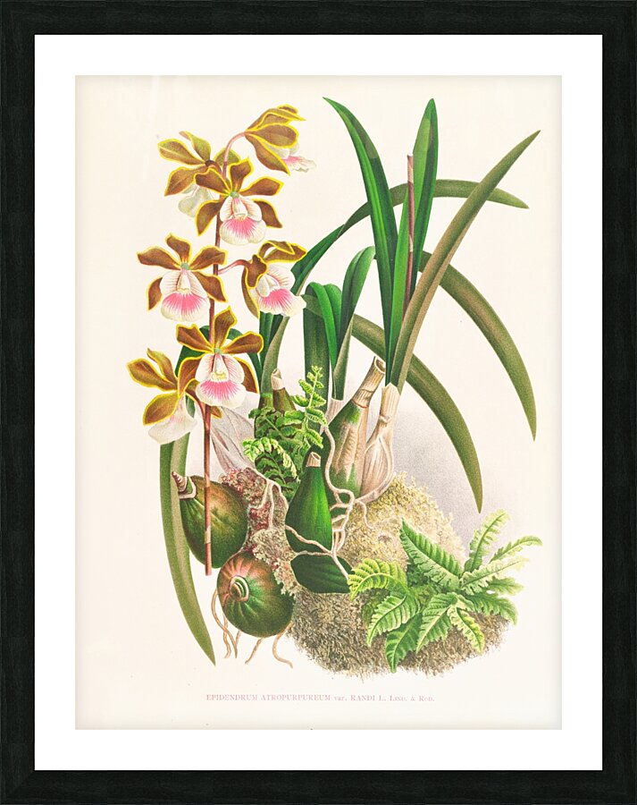 Epidendrum atropurpureum Picture Frame print