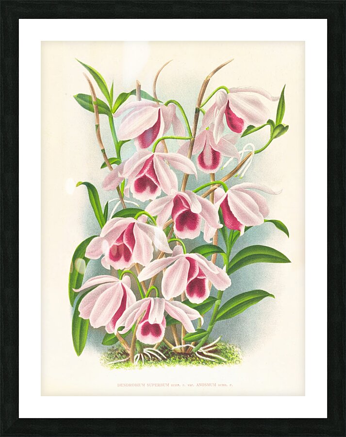 Dendrobium superbum var anosmum  Picture Frame print