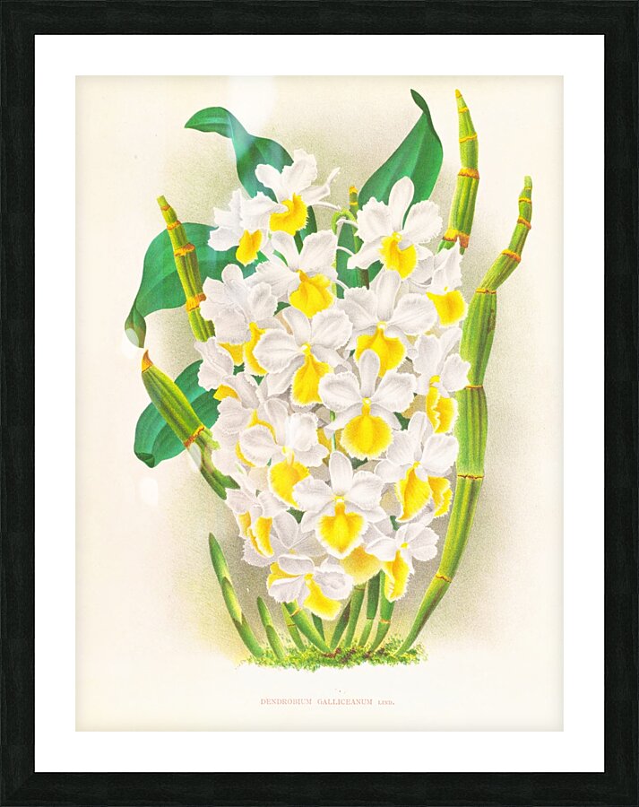 Dendrobium galliceanum Picture Frame print
