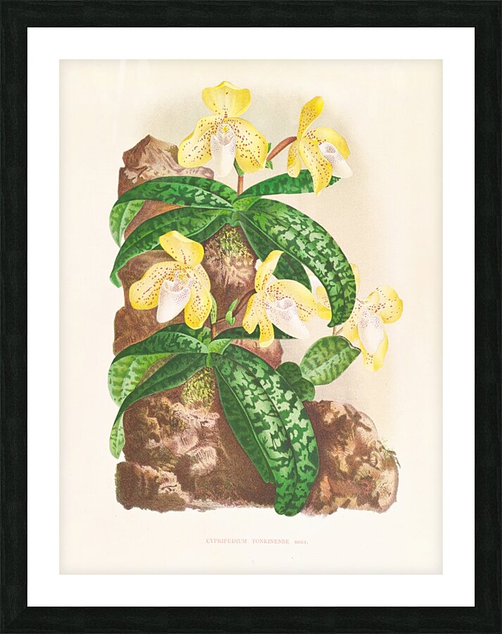 Cypripedium tonkinense Picture Frame print