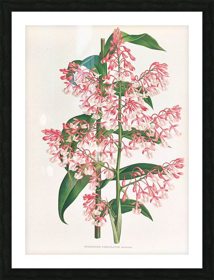 Epidendrum Paniculatum Picture Frame print