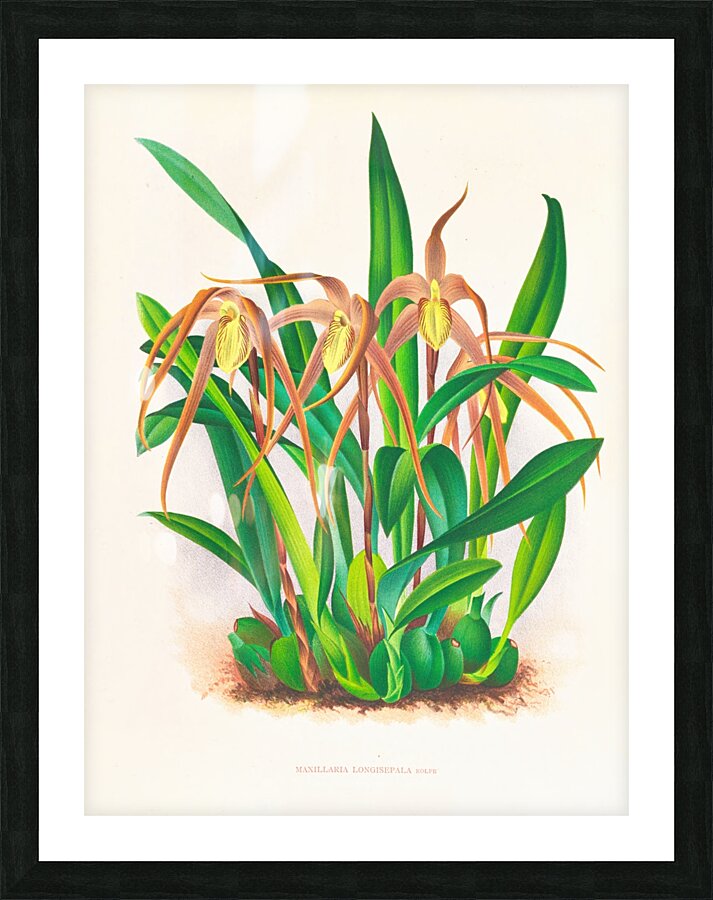Maxillaria longisepala Picture Frame print