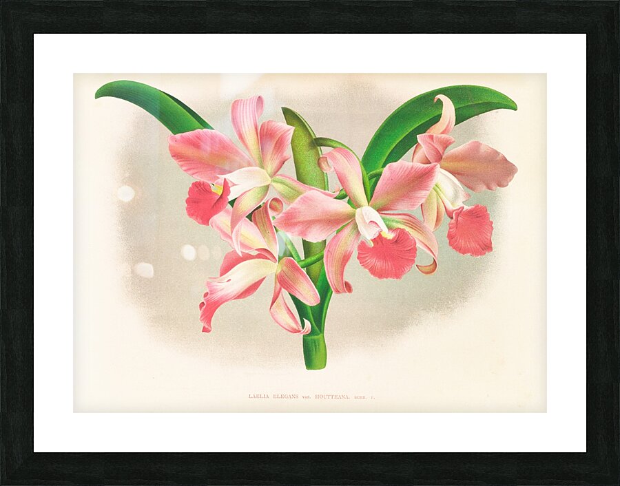 Laella elegans var houtteana Picture Frame print