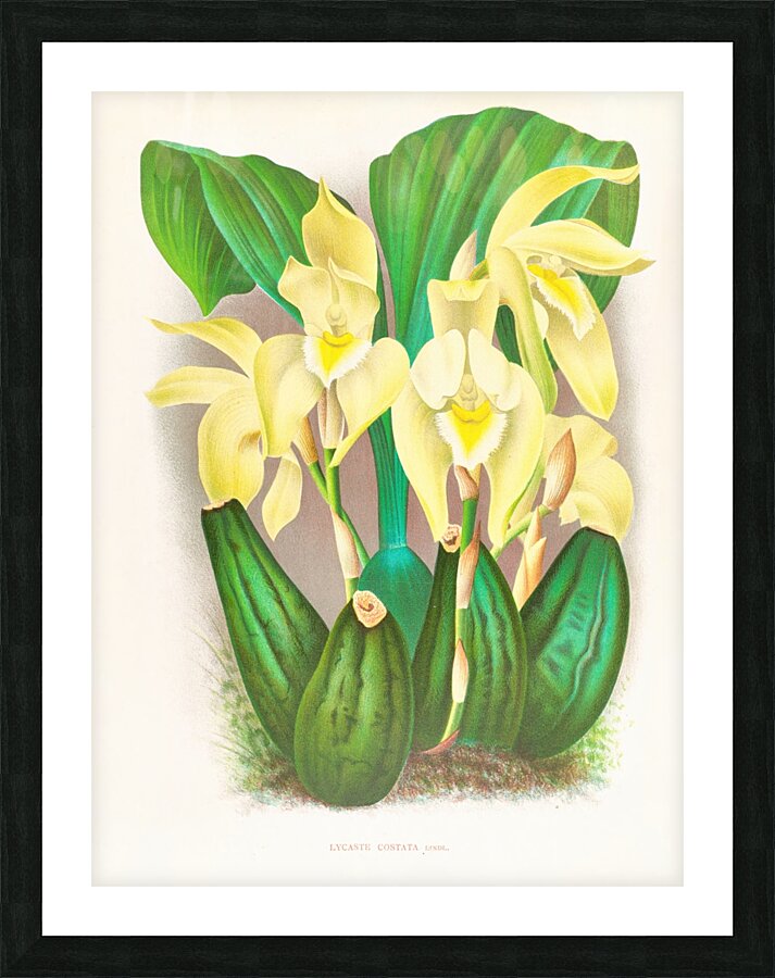 Lycaste costata Picture Frame print