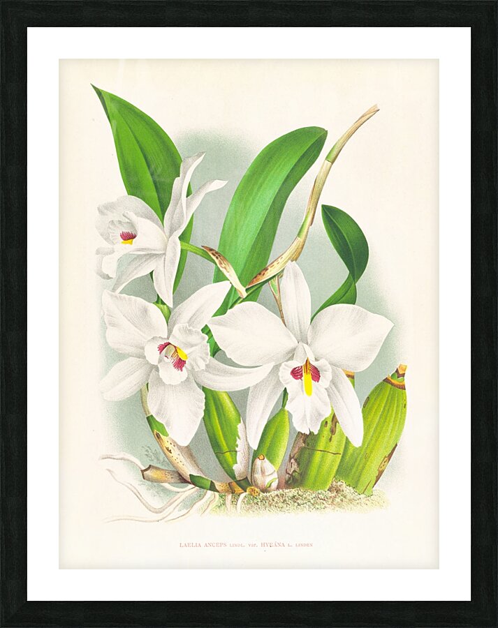 Laelia anceps var hyeana Picture Frame print