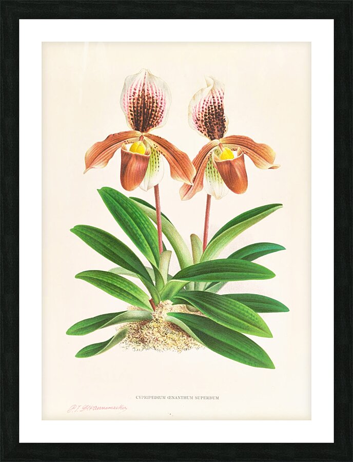 Cypripedium oenanthum superbum Picture Frame print