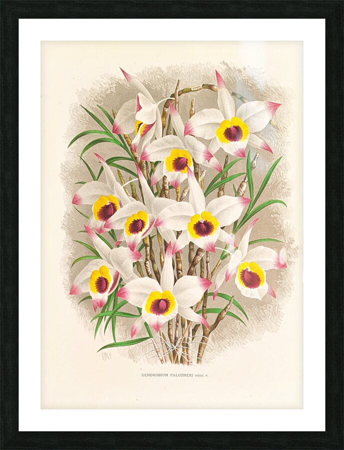 Dendrobium Falconeri Picture Frame print