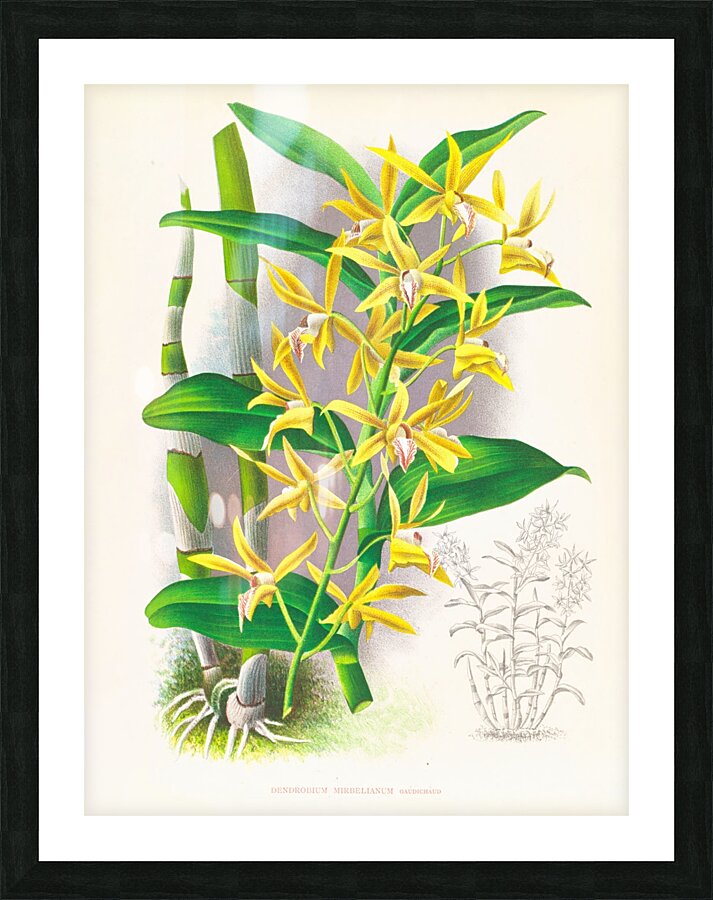 Dendrobium mirbelianum Picture Frame print