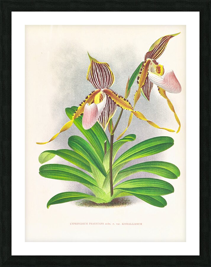 Cypripedium praestans var kimballianum Picture Frame print