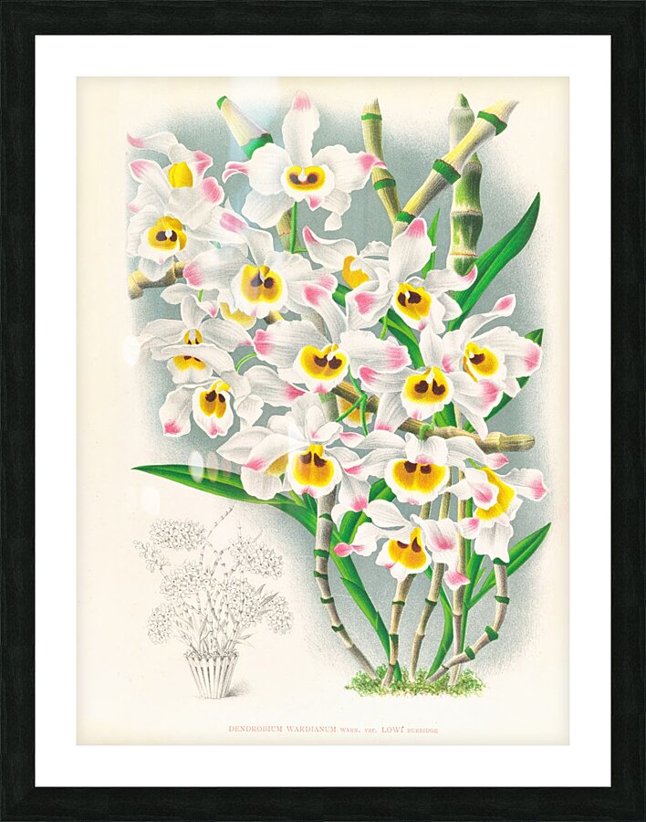 Dendrobium wardianum Picture Frame print