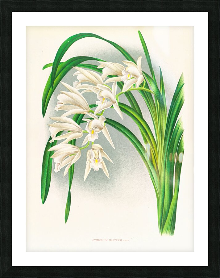 Cymbidium mastersi Picture Frame print