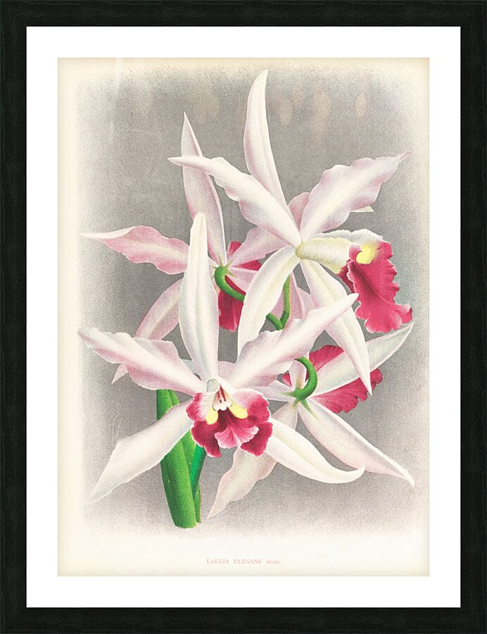 Laelia elegans  Picture Frame print