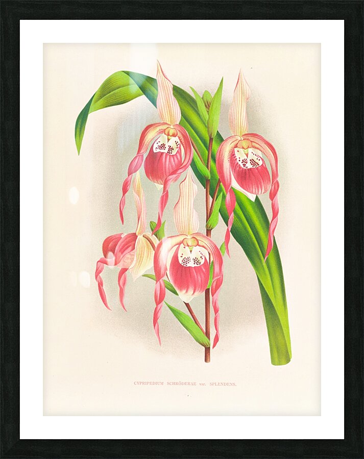 Cypripedium schroderae var splendens Picture Frame print