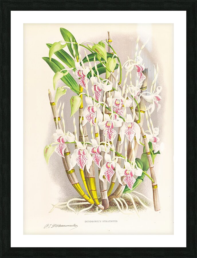 Dendrobium stratiotes Picture Frame print