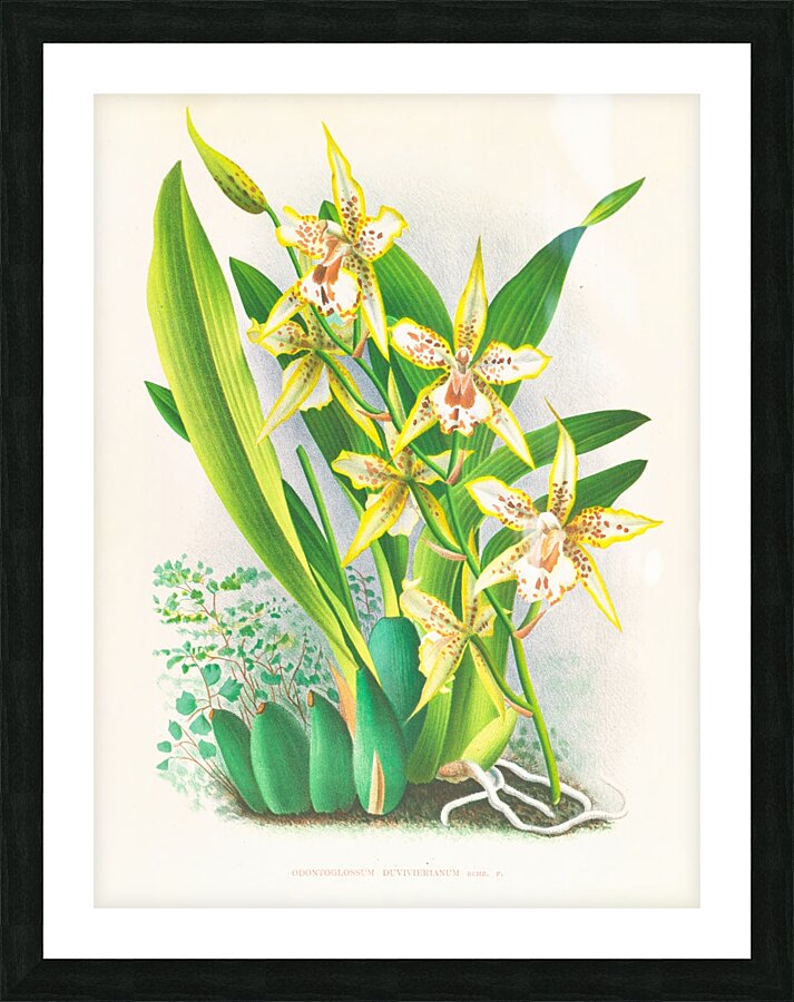 Odontoglossum duvivierianum Picture Frame print