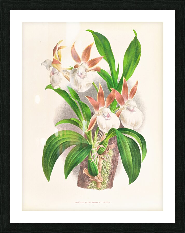 Zygopetalum rostratum Impression et Cadre photo