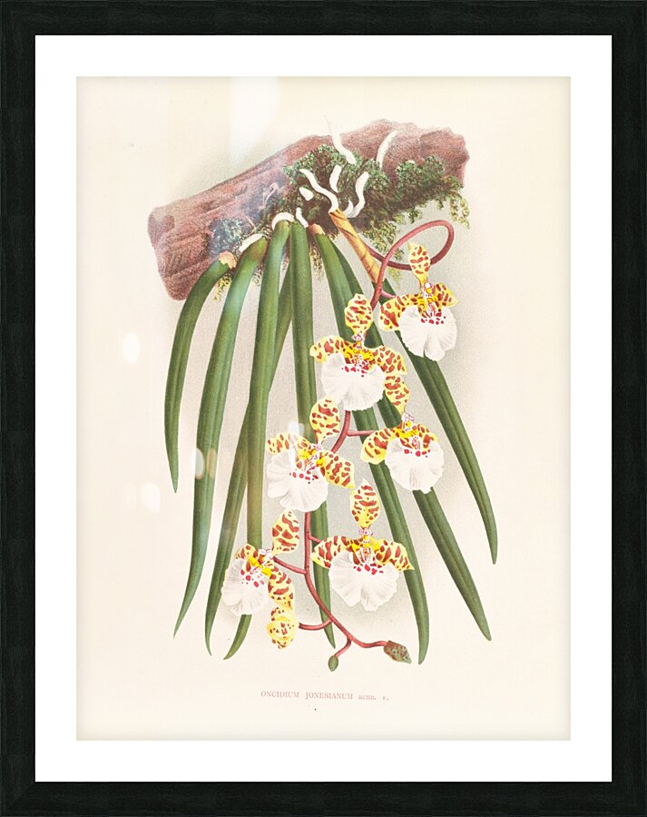 Oncidium jonesianum Picture Frame print