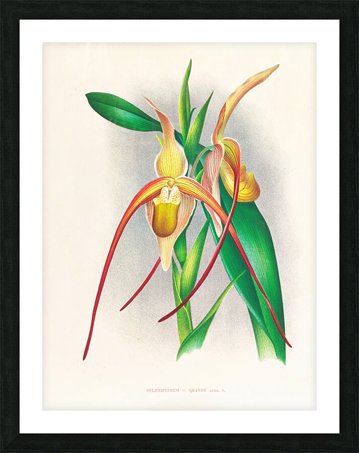 Selenipedium grande Picture Frame print